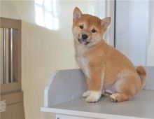 Cute Shiba Inu puppies