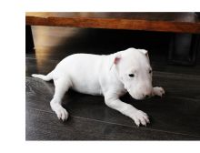 Healthy Male and Female Bull terrier puppies