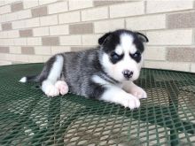 Siberian husky puppies