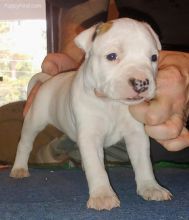 American Staffordshire Terrier puppies ready