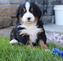 Bernese Mountain Dog puppies