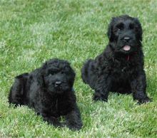 Black Russian Terrier puppies