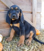 Bloodhound puppies with up-to-date shots