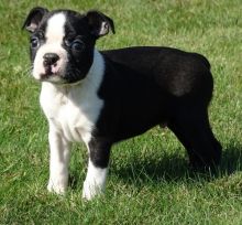 Boston Terrier Puppies