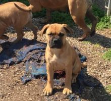 Bullmastiff puppies