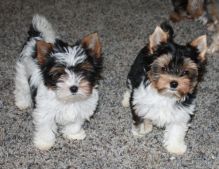 Male and female Biewer puppies for adoption.