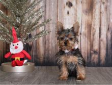 male and female Yorkshire terrier puppies