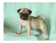 Quality, registered Pug puppies