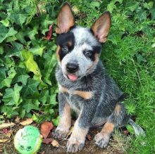 English Bulldog Puppies Image eClassifieds4u 2