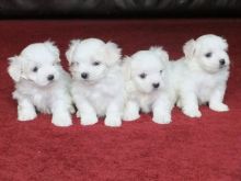 Healthy Teacup Maltese Puppies Available