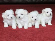 Teacup Maltese Puppies Available