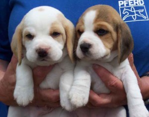 Tiny and Miniature Beagle Puppies ready now Image eClassifieds4u