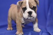2 English bulldog puppies available