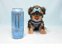 Accurate Yorkie puppies now