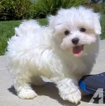 Adorable male and female Maltese Puppies.
