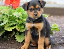 Beautiful male and female Rottweiler puppies.