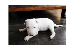 Cute Bull terrier puppies