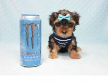 Active m/f Yorkie puppies available