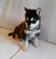 Sweet Alaskan Malamute puppies.