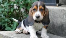 Two Basset hound puppies available.