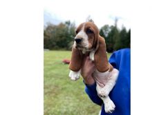 Two Basset hound puppies available.