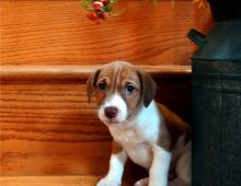 two Jack Russell Terrier puppies