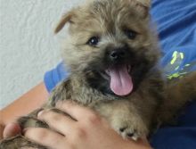 Very healthy and cute Cairn Terrier puppies