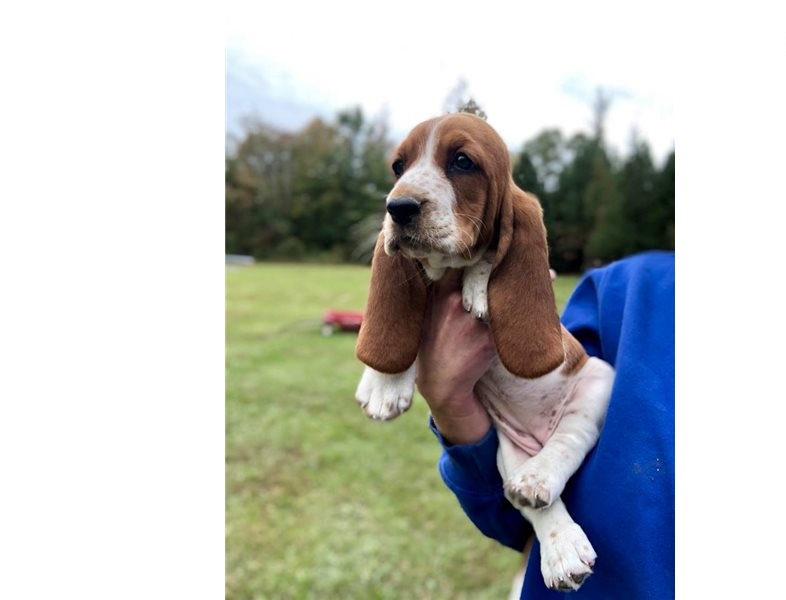 Two Basset hound puppies available. Image eClassifieds4u