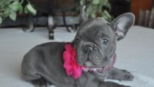 Ckc French Bulldog Puppies For Sale