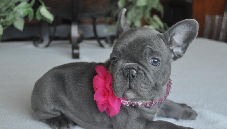 Ckc French Bulldog Puppies For Sale Image eClassifieds4u