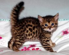 Cute and lovely Bengal kittens