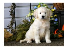 Super adorable Golden retriever Puppies.