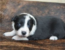 Two Lovely Border collie puppies available.