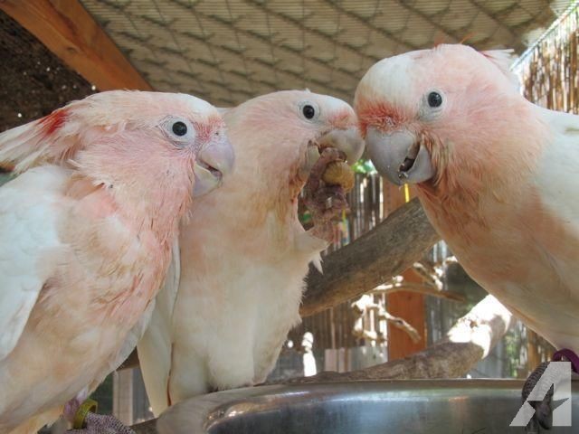 CUTE AFRICA GREY PARROTS AND FRESH FERTILE PARROT EGGS Image eClassifieds4u