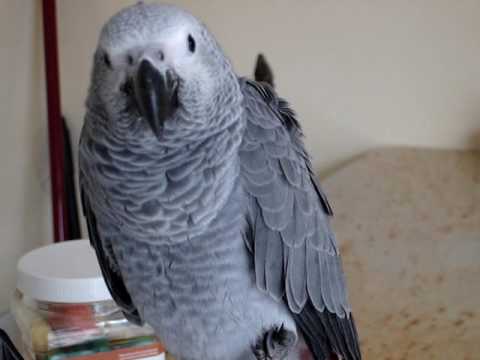 CUTE AFRICA GREY PARROTS AND FRESH FERTILE PARROT EGGS Image eClassifieds4u