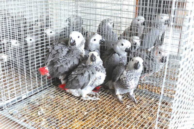 CUTE AFRICA GREY PARROTS AND FRESH FERTILE PARROT EGGS Image eClassifieds4u