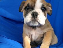 Adorable English bulldog puppies