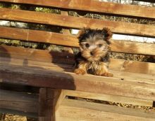 Yorkshire terrier puppies