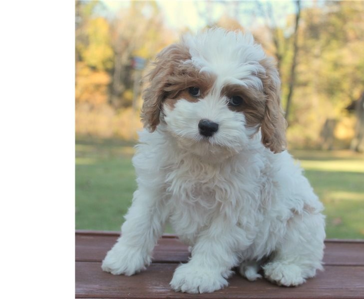 11 weeks old Cavapoo puppies Image eClassifieds4u