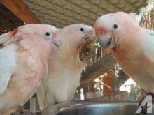CUTE AFRICA GREY PARROTS AND FRESH FERTILE PARROT EGGS Image eClassifieds4u 2
