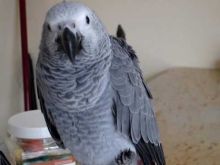 CUTE AFRICA GREY PARROTS AND FRESH FERTILE PARROT EGGS Image eClassifieds4u 4