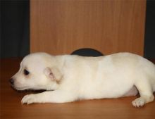 Two Chihuahua puppies available Image eClassifieds4U