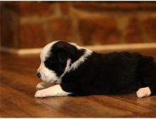 Adorable male and female Australia shephert puppies