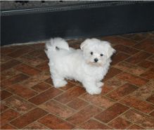 Adorable male and female Maltese Puppies.