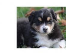 Australian Shepherd puppies