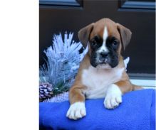 Healthy Boxer puppies