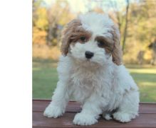 male and female Cavapoo puppies
