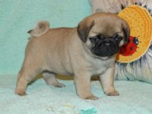 Quality, registered Pug puppies