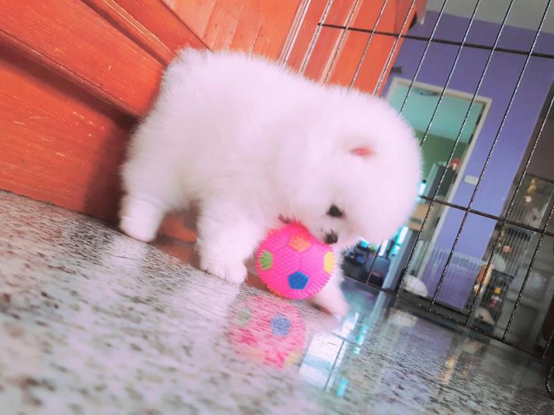 Pomeranian Puppies (1 Female 1 Male) Available Image eClassifieds4u
