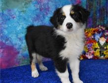 Adorable male and female Australia shephert puppies